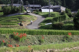 D4 圧縮効果