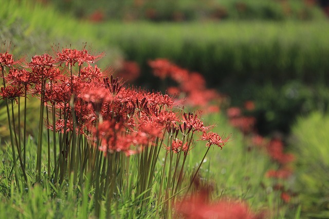 キヤノン EF70-300mm F4.5-5.6 DO IS USM 使用レビュー