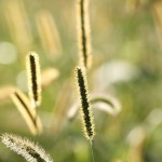 DSCF7526