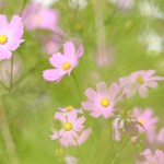 DSCF7613