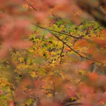 IMG_0097