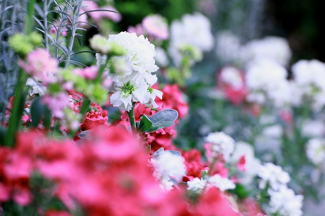 花ぼけ