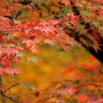 紅葉3