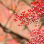 紅葉2