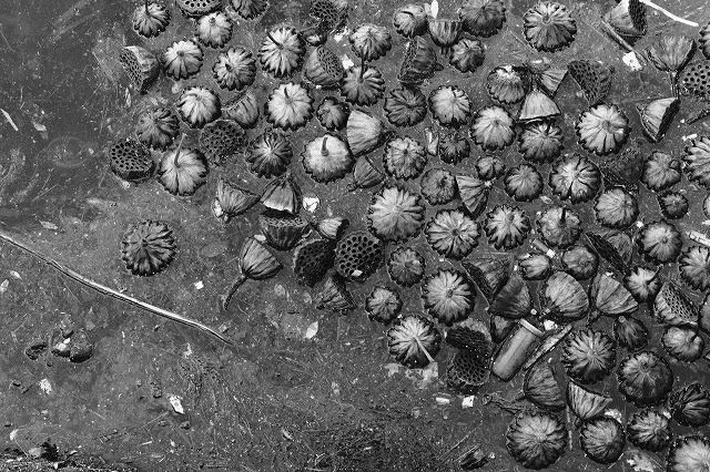 ACROS1