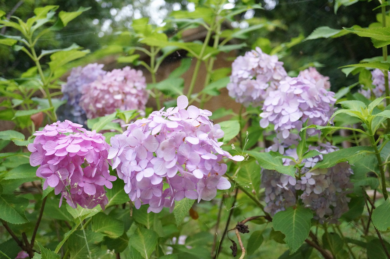 DSC00073