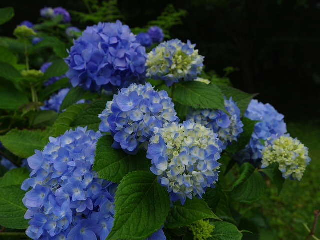 紫陽花