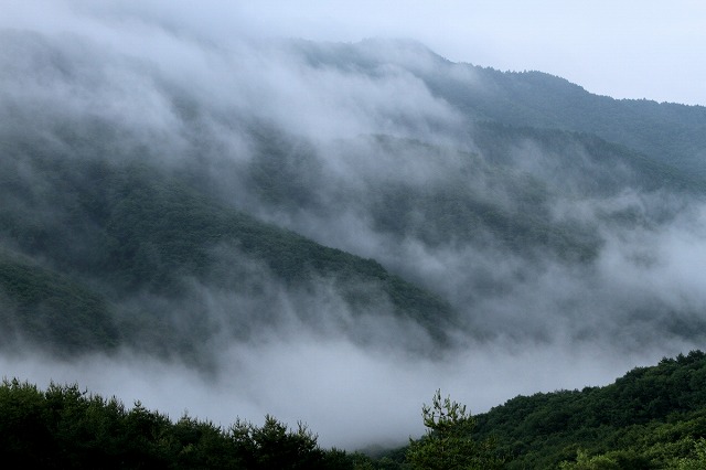 雨のならではの霧