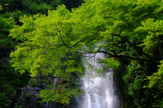 箕面の滝②