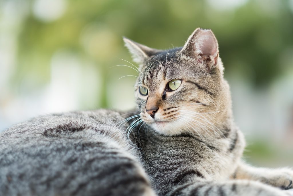 XF56mmF1.2R APD使用レビュ「猫」