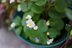 花１