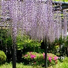 宇治平等院１