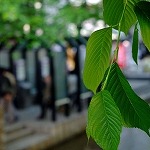 四条