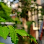 白川南通り４