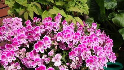 沢之町１ 花