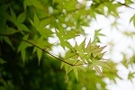 もみじ