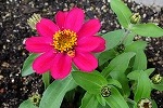 花３