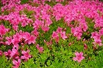 花２