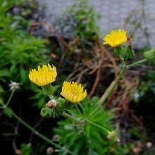 小さな花２
