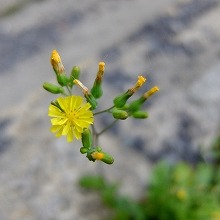 小さな花１
