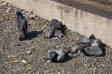鳩
