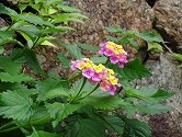 DSC00070.jpg