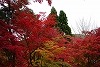 DSC06337.jpg