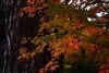 DSC06338.jpg