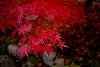 DSC06350.jpg
