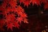 DSC06352.jpg