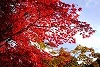 DSC06359.jpg