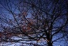 DSC06375.jpg