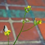 DSCF8015.jpg