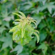 DSCF8050.jpg