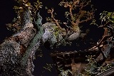 DSC_2102.jpg