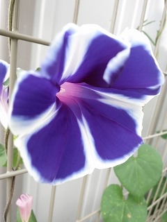 IMG_0345_20130718102832.jpg