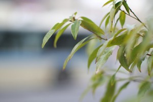 ニコン　Noct-NIKKOR　AI58/1.2