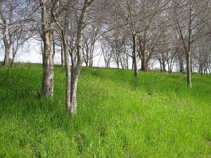 淀川河口　矢倉緑地