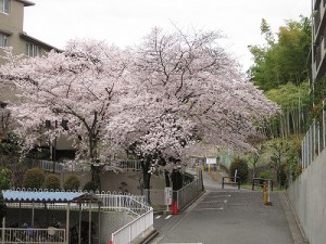 桜満開
