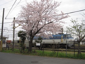 桜満開