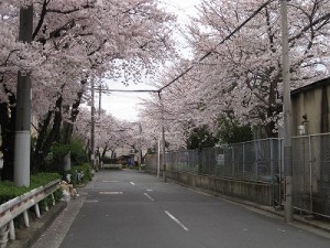桜満開