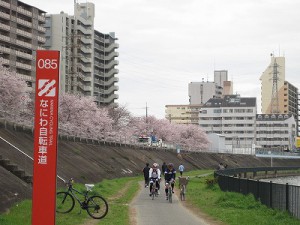 桜満開