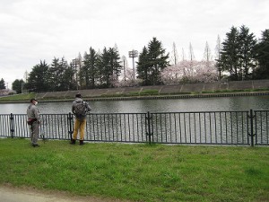 桜満開