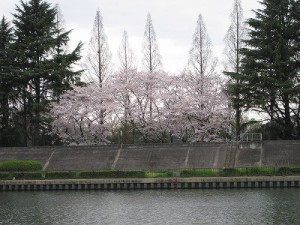 桜満開