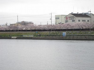 桜満開