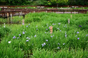 ニコン AF-S DX 16-85mm F3.5-5.6G ED VR  