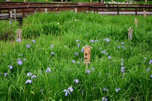 ニコン AF-S DX 16-85mm F3.5-5.6G ED VR  
