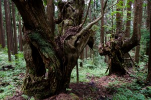 18mm　F8　-0.7（1/13）　ISO400