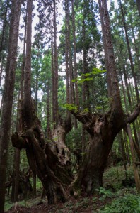 16mm　F8　（1/15）　ISO400