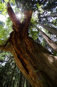 10mm　F8　+1（1/125）　ISO400